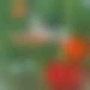 Professionaalne taimede klammerdaja | PLANTBRAND