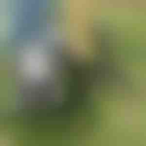 Umbrohutõmbaja | ROOTNIK